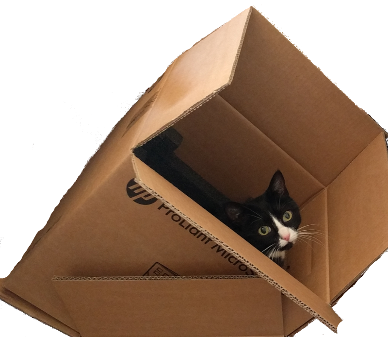 Katze im Karton